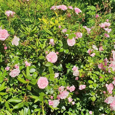 Bed and Breakfast Cherville